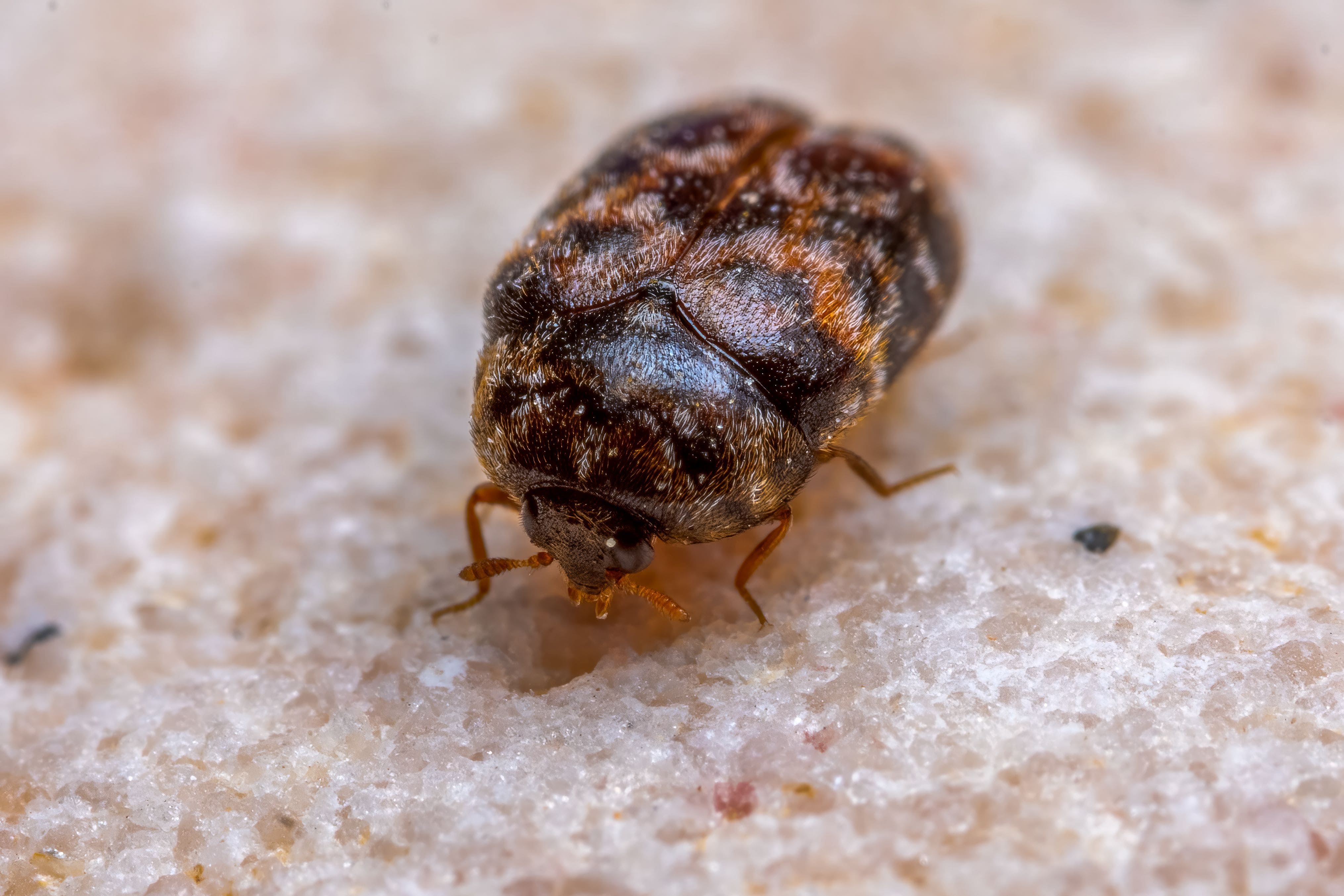 Bed bug treatment in Karachi