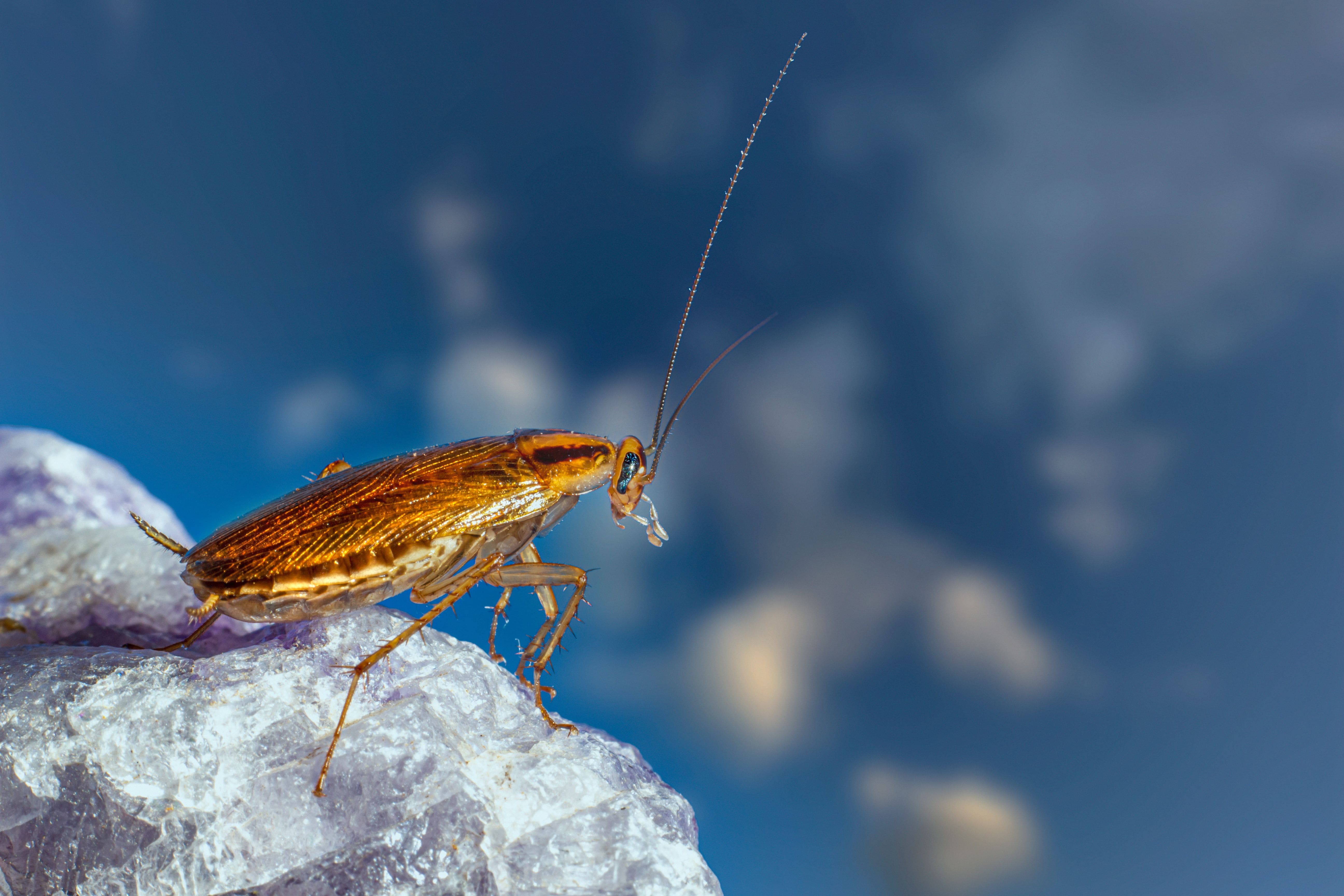 German cockroach treatment in Karachi